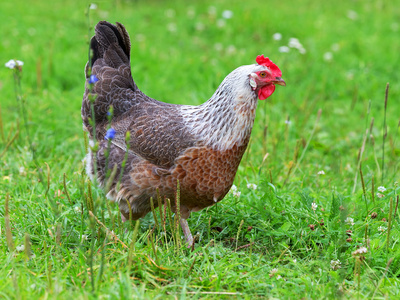 母鸡在农场图片