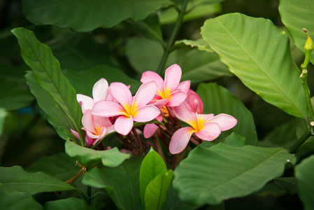 粉红色的鸡蛋花的特写