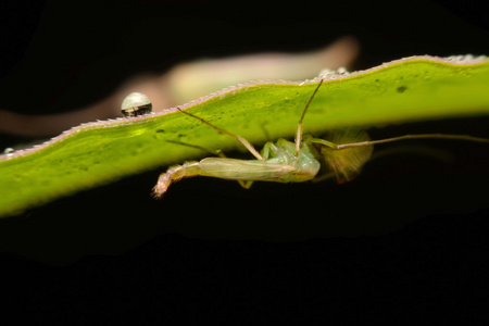 蚊子长角亚目图片