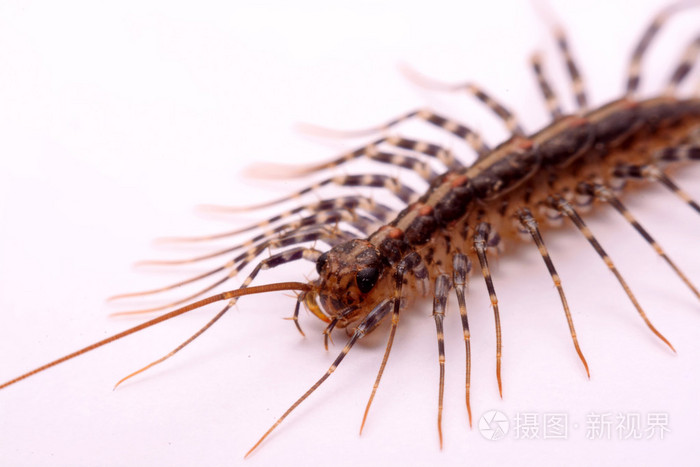 在白色背景上蓝茎scutigera新港长腿房子蜈蚣