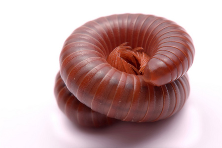 关闭了千足虫红白色的背景上照片