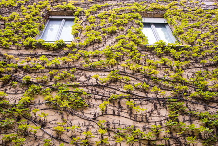 现代绿色建筑攀援植物生态友好建筑理念