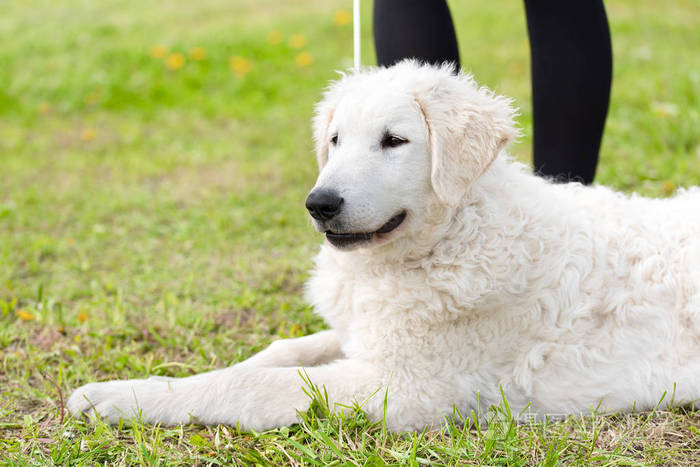 匈牙利的哥威斯犬狗在公园里
