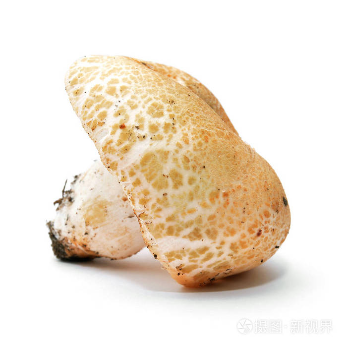 红菇菇蘑菇