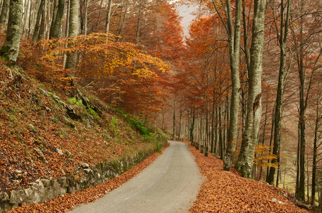 通过丰富多彩的秋天的树林在意大利阿尔卑斯山的 paceful 路