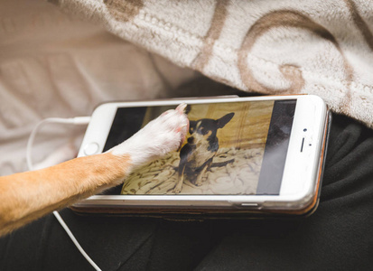 狗狗的感人形象的另一只狗在手机上照片