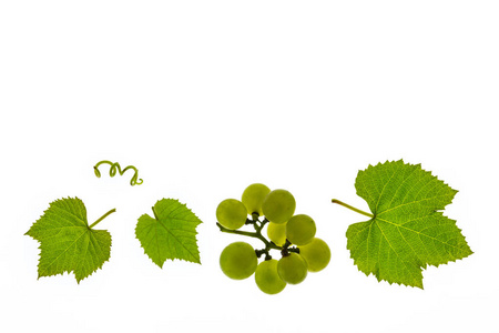 白葡萄酒葡萄和叶子在白色背景下分离