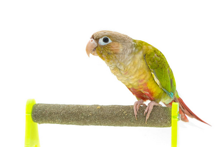 绿颊 conure 鸟枝