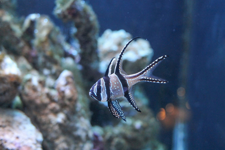 在水族馆的鱼