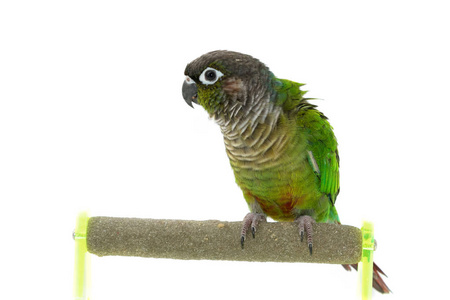 绿颊 conure 鸟枝