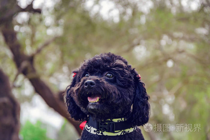 快乐坐的黑贵宾犬