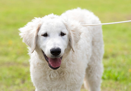 匈牙利的哥威斯犬狗在公园里