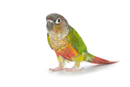 白底绿颊 conure 鸟