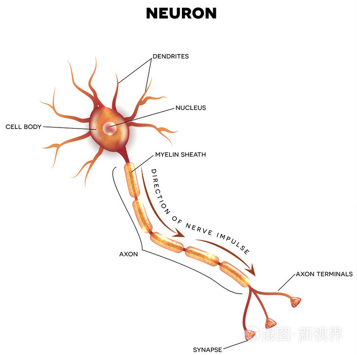 双极神经元图片