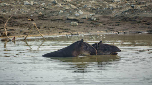 野生貘妈妈和在池塘内图片