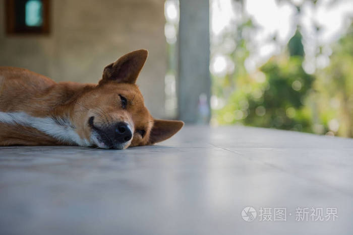 棕色的狗睡在地板上的肖像