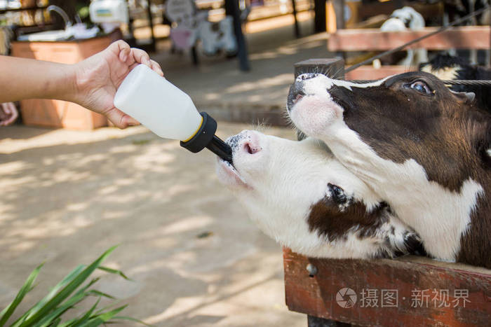 小母牛在泰国饲养农场用奶瓶喂养婴儿