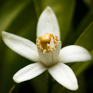 橙树花花蜜