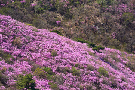 Goryeosan 杜鹃花节