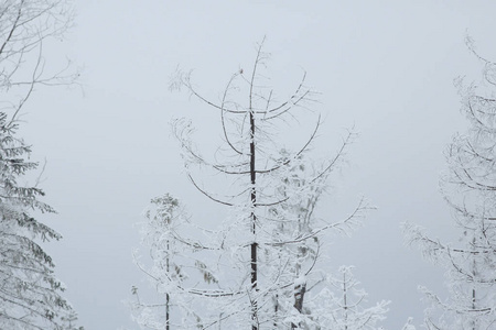 在冬天森林里的新鲜雪