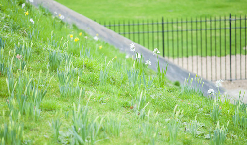 公园里的花朵。伦敦城
