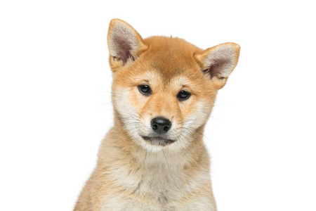 美丽 shiba inu 小狗上白色孤立