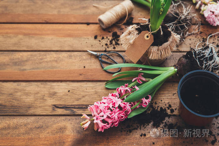 带有标记的风信子花