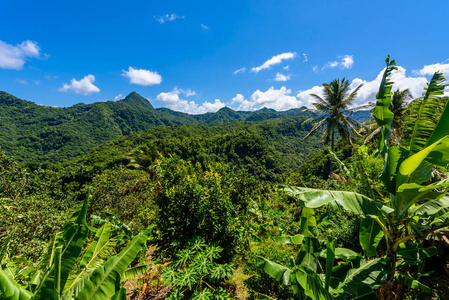 圣卢西亚加勒比岛的热带雨林