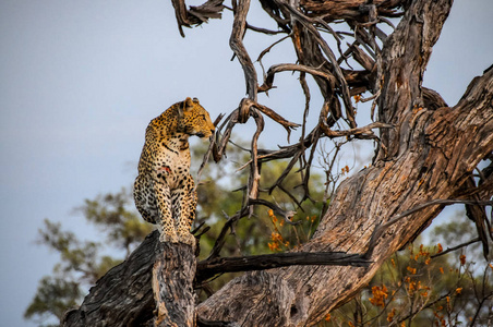 丘比 N.P., 博茨瓦纳2008年10月 狩猎后, 一个年轻的豹栖息在树枝上的树