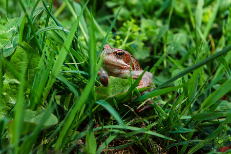 蟾蜍看着绿草