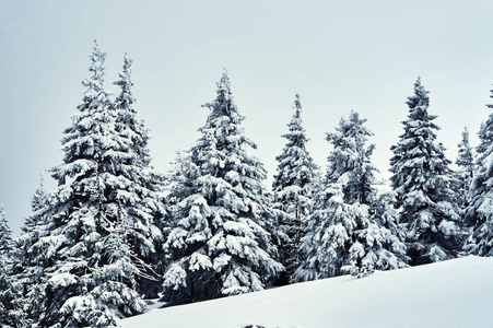 白雪覆盖的云杉树木在冬天在波兰巨人山脉