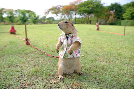 草原犬鼠在公园