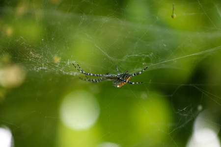 美丽的蜘蛛在花园的蜘蛛网上
