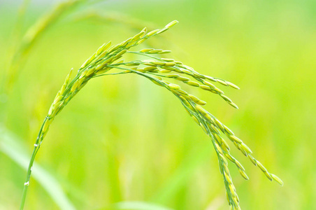 水稻种植或稻田