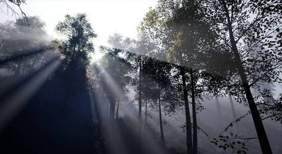 黎明时雾中的云杉林