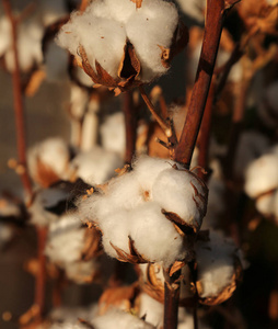 塔夫茨大学的白色棉对棉花解放军的精耕细作