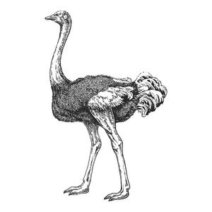 鸟, 鸵鸟, 骆驼鸟.手绘插图为纹身设计, 徽章, 徽章, t恤印刷.