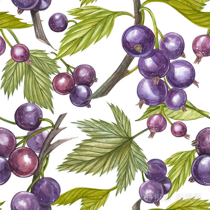 黑醋栗, 叶子在白色背景下分离.手绘水彩插图.无缝模式