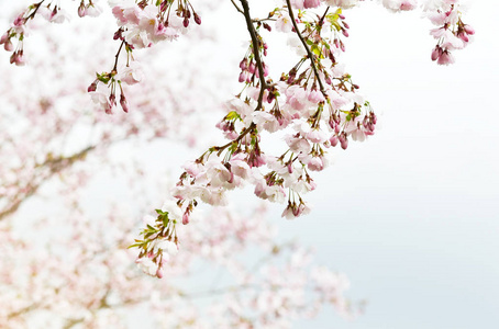 樱花开花。日本樱花树在花园, 春季时间