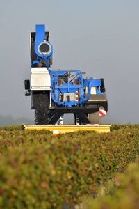 波尔多葡萄园葡萄的机械收获