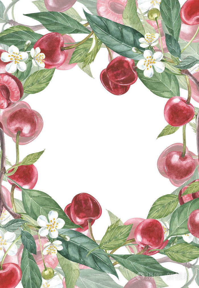 樱桃框架植物学插图.卡片设计与樱和叶子.