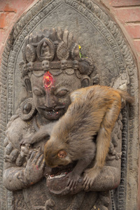 猴子在尼泊尔加德满都 Svayambhunath 的佛塔上吃礼物