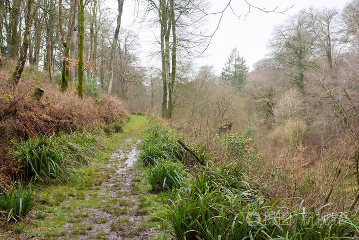 森林mudy 的野生杂草丛生的小路照片-正版商用图片0nbe53-摄图新视界