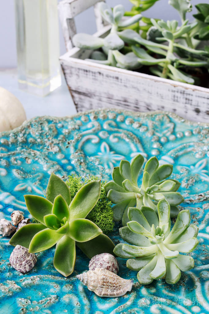 托盘与多肉植物