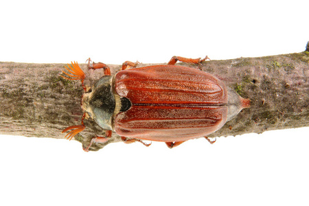 金龟子 (鳃金龟鳃金龟) 在白色背景上照片