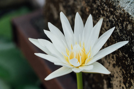 纯洁的白莲花在池塘中