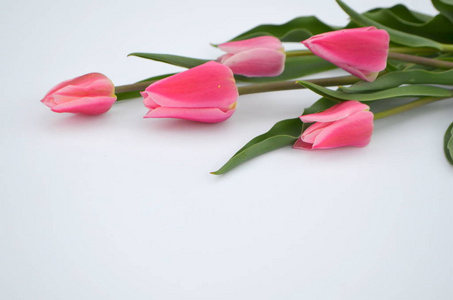 白色背景上柔和的粉红色郁金香花束