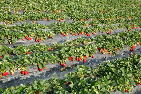 草莓种植科图片