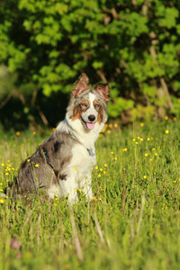 澳大利亚牧羊犬，坐在草地上户外