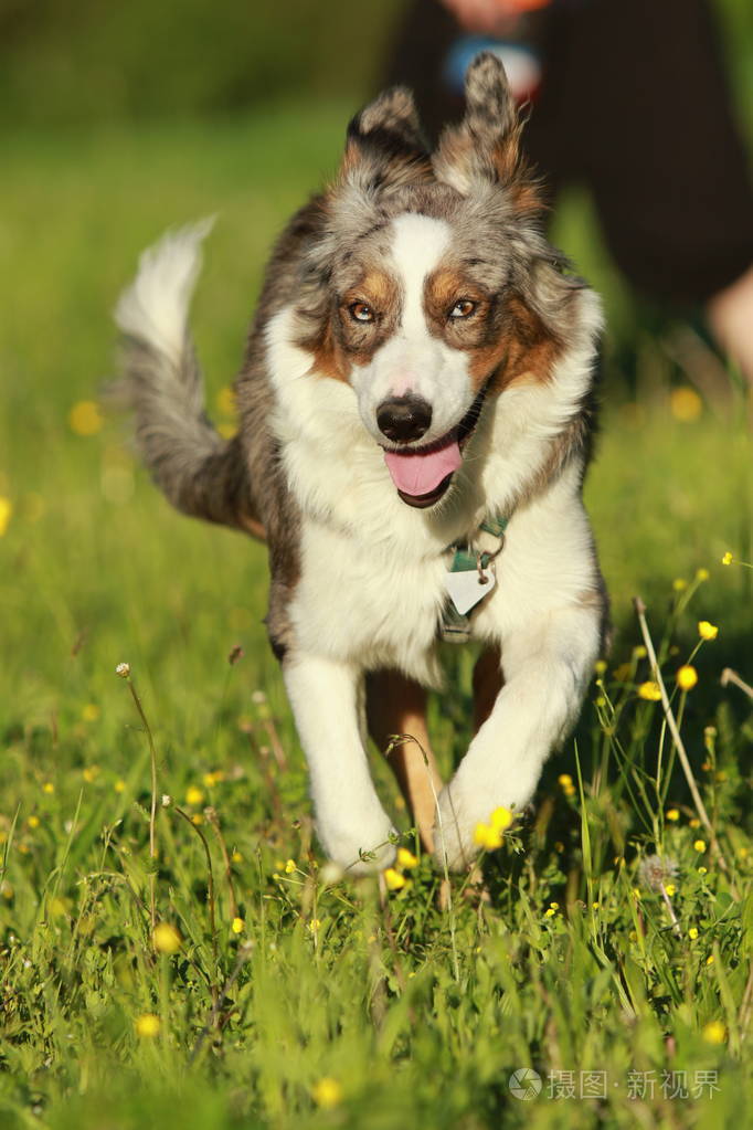 在夏草中运行的澳大利亚牧羊犬照片-正版商用图片0nbkwl-摄图新视界